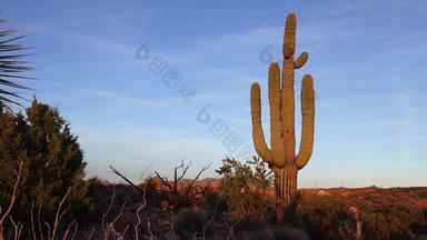 大仙人掌亚利桑那州蓝色的天空沙漠景观仙人掌仙人掌卡内基亚gigantea沙漠美国